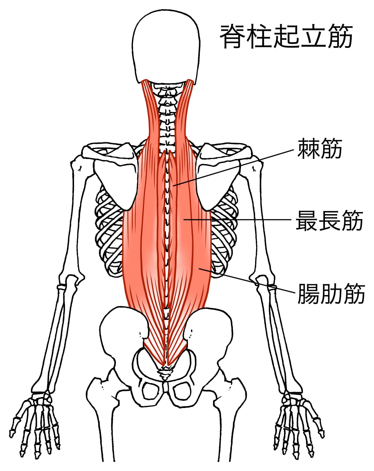脊柱起立筋の位置を示す画像